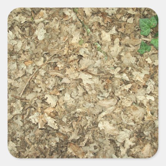 Bladeren. Woodland. Leafy grond. Vierkante Sticker (Voorkant)
