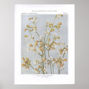 Bladerkampion; White Ben - Silene latifolia Poster