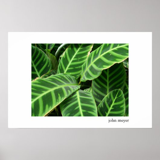 Bladerpatroon Poster (Voorkant)