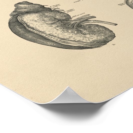 bladeserver 1880 Afdruk Poster (Hoek)