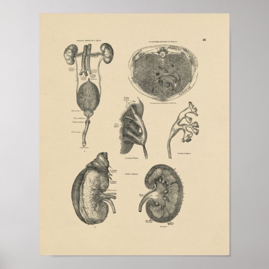 bladeserver 1880 Afdruk Poster (Voorkant)