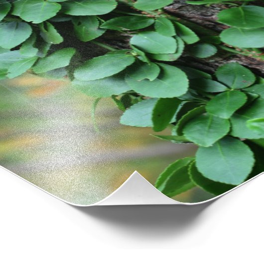 Bladgroene wijnstok groeit op boomstam 8x10 foto afdruk (Hoek)