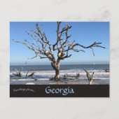Bladloze Boom in Jeckyll Island Georgia USA Briefkaart (Voorkant)