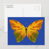 bladluzervlinder 1 briefkaart (Voorkant / Achterkant)