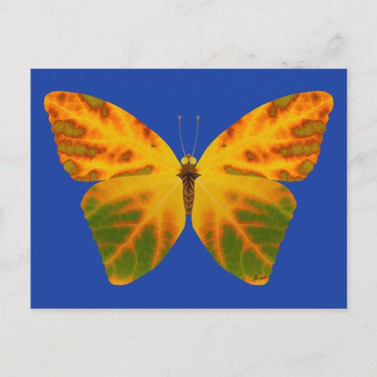 bladluzervlinder 1 briefkaart (Voorkant)