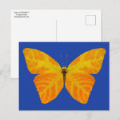 bladluzervlinder 3 briefkaart (Voorkant / Achterkant)