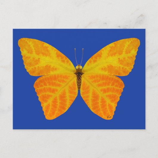 bladluzervlinder 3 briefkaart (Voorkant)