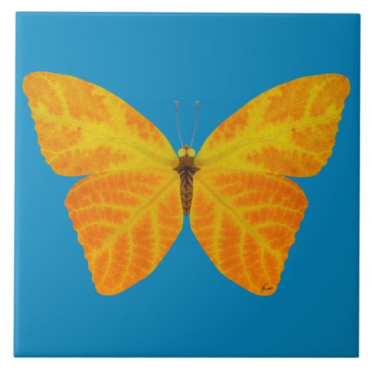 bladluzervlinder 3 tegeltje (Voorkant)