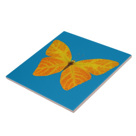 bladluzervlinder 3 tegeltje (Zijkant)