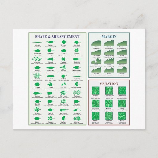 Bladmorfologie Grafiek Margin Shape Venation Briefkaart (Voorkant)