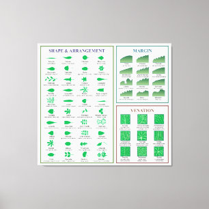 Bladmorfologie Grafiek Margin Shape Venation Canvas Afdruk