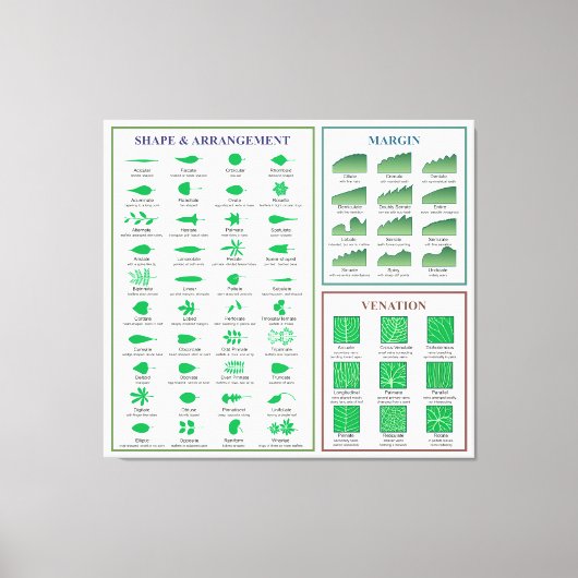 Bladmorfologie Grafiek Margin Shape Venation Canvas Afdruk (Voorkant)