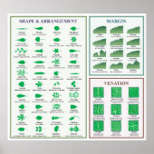 Bladmorfologie Grafiek Margin Shape Venation Poste Poster (Voorkant)