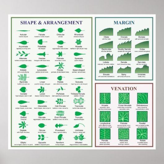 Bladmorfologie Grafiek Margin Shape Venation Poste Poster (Voorkant)