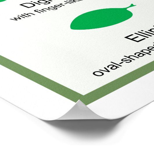 Bladmorfologie Grafiek Margin Shape Venation Poste Poster (Hoek)