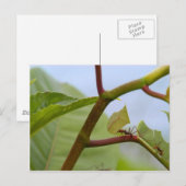Bladsnijmieren Briefkaart (Voorkant / Achterkant)