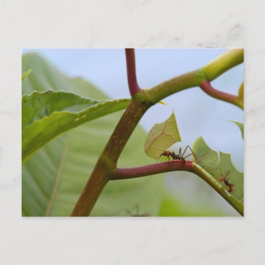 Bladsnijmieren Briefkaart (Voorkant)