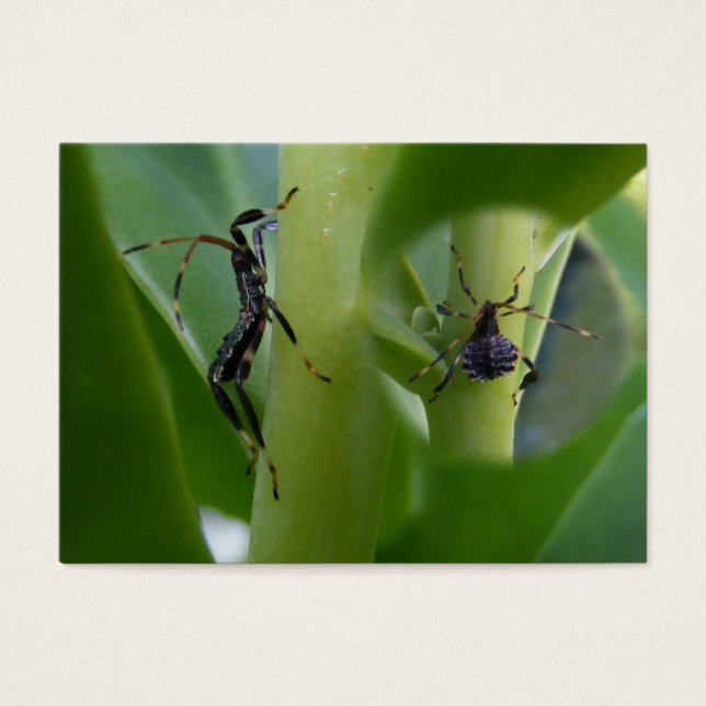 Bladvoet-bug ~ ATC Visitekaartje (Voorkant)