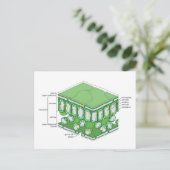 Bladweefselstructuur Plant celdiagram Briefkaart (Staand voorkant)