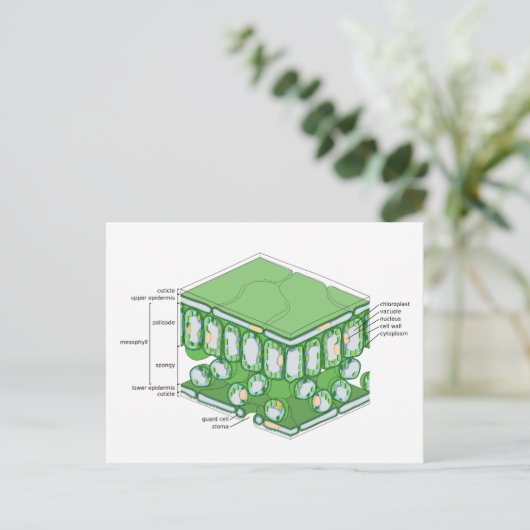 Bladweefselstructuur Plant celdiagram Briefkaart (Staand voorkant)