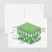 Bladweefselstructuur Plant celdiagram Briefkaart (Voorkant / Achterkant)