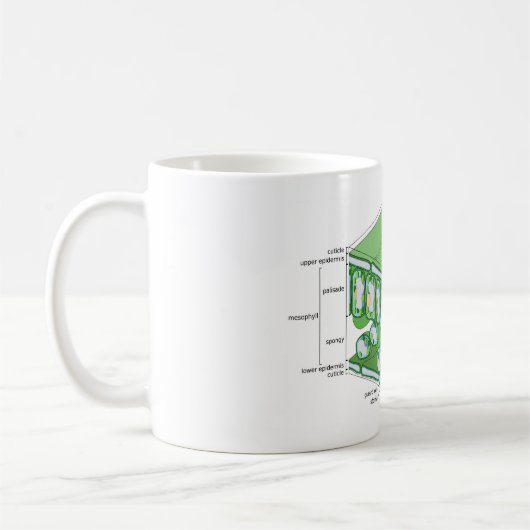 Bladweefselstructuur Plant celdiagram Koffiemok (Links)