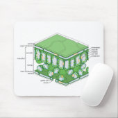 Bladweefselstructuur Plant celdiagram Muismat (Met muis)