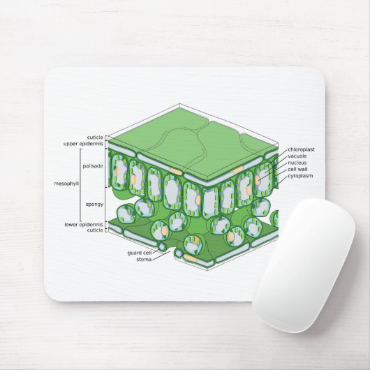 Bladweefselstructuur Plant celdiagram Muismat (Met muis)