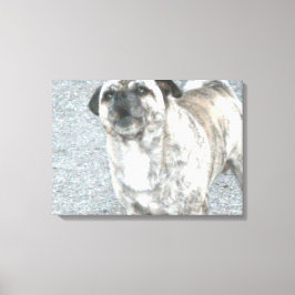 Blaffende Bulldog Canvas Afdruk