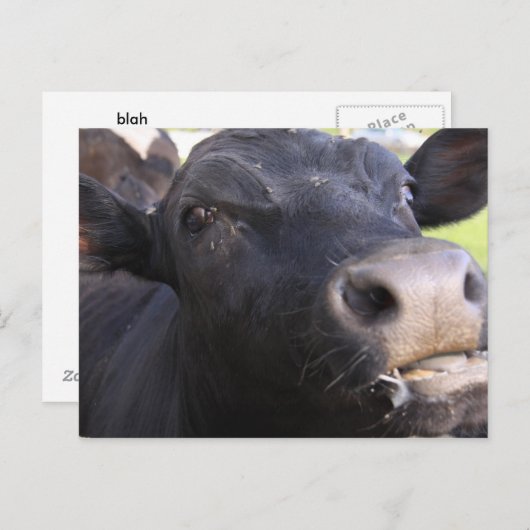 Blah Briefkaart (Voorkant / Achterkant)