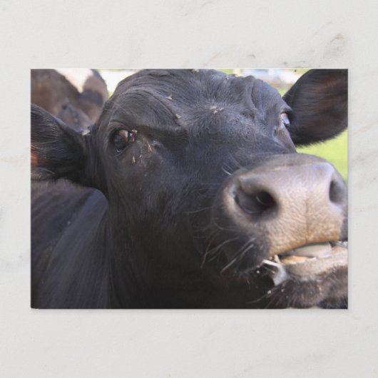 Blah Briefkaart (Voorkant)