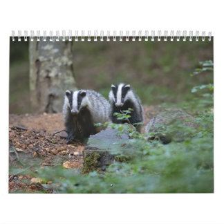 Blaireaux Calendar Badgers Forest Kalender