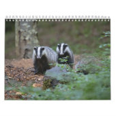 Blaireaux Calendar Badgers Forest Kalender (Hoes)