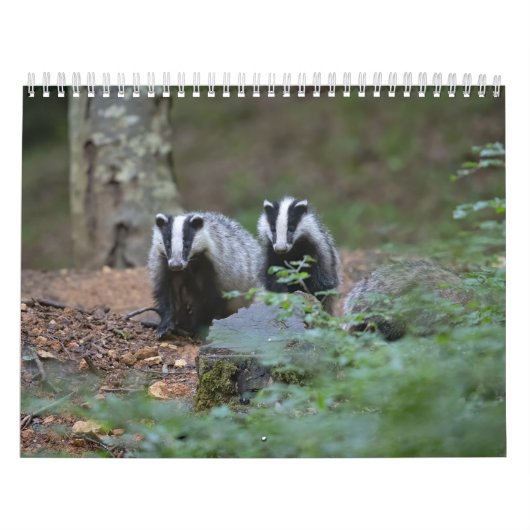 Blaireaux Calendar Badgers Forest Kalender (Hoes)