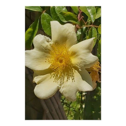 Blanca flor perfect poster (Voorkant)