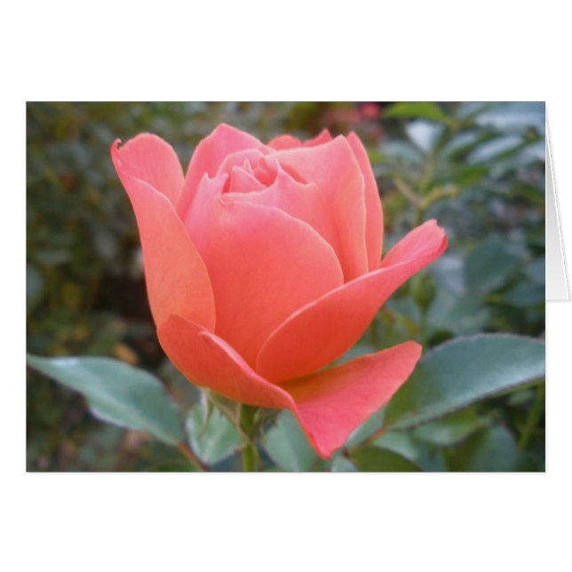 Blanco binnenste Wenskaart (Voorkant Horizontaal)