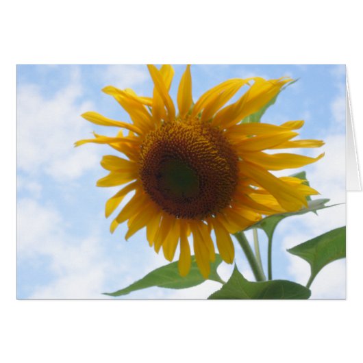 Blanco binnenzijde zonnebloem (Voorkant Horizontaal)