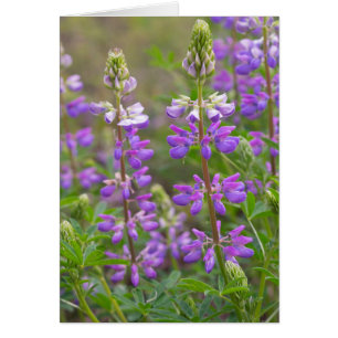Blanco blanco lupine