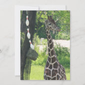 Blanco briefkaart - - Giraffe (Voorkant)