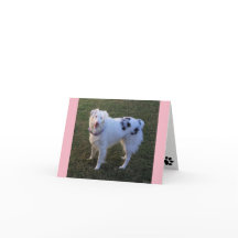 Blanco briefkaart met Australian Shepherd