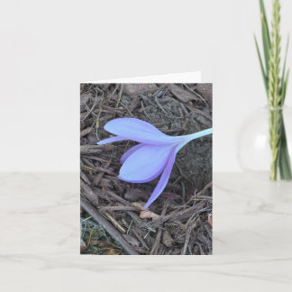 Blanco briefkaart, originele foto, krokus notitiekaartje