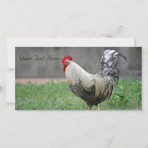 Blanco fotokaart, rooster