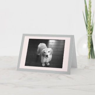 Blanco Golden Retriever Puppy Wenskaart Feestdagen Kaart