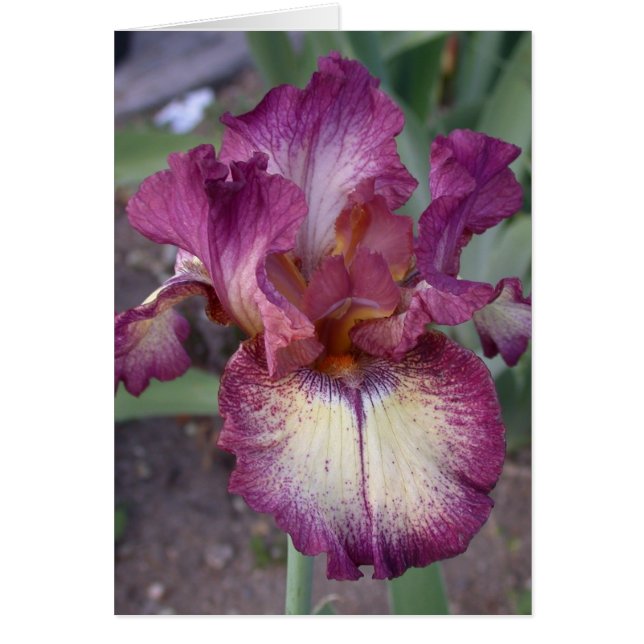 Blanco Iris-kaart (Voorkant)