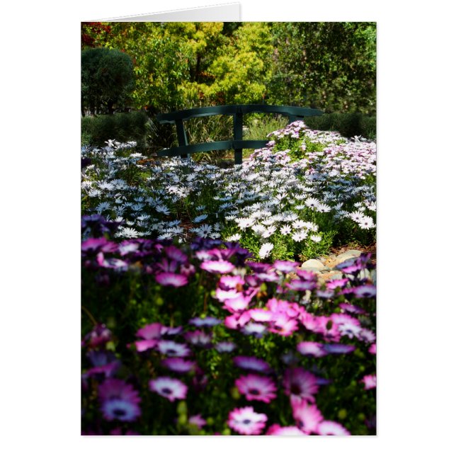 Blanco kaart, Afrikaanse Daisies (Voorkant)