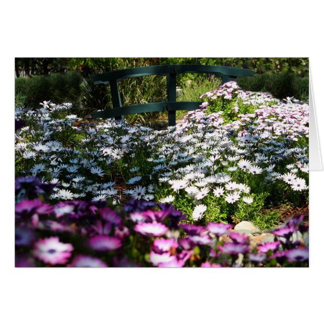 Blanco kaart, Afrikaanse Daisies (Voorkant Horizontaal)