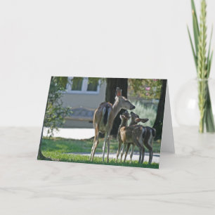 Blanco Kaart, Baby Deer Kaart