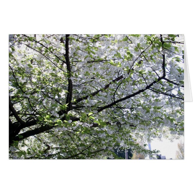 Blanco kaart bij Japanse Cherry-boom (Voorkant Horizontaal)