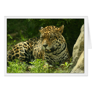 Blanco kaart - Jaguar-foto