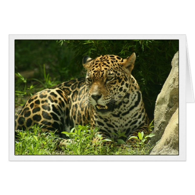 Blanco kaart - Jaguar-foto (Voorkant Horizontaal)
